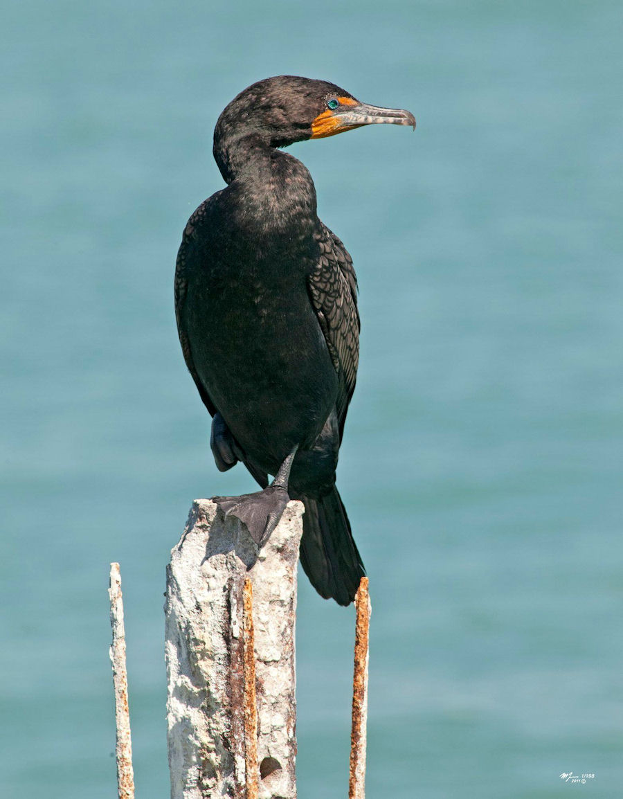 Double Breasted Cormorant — Martin Kaspers