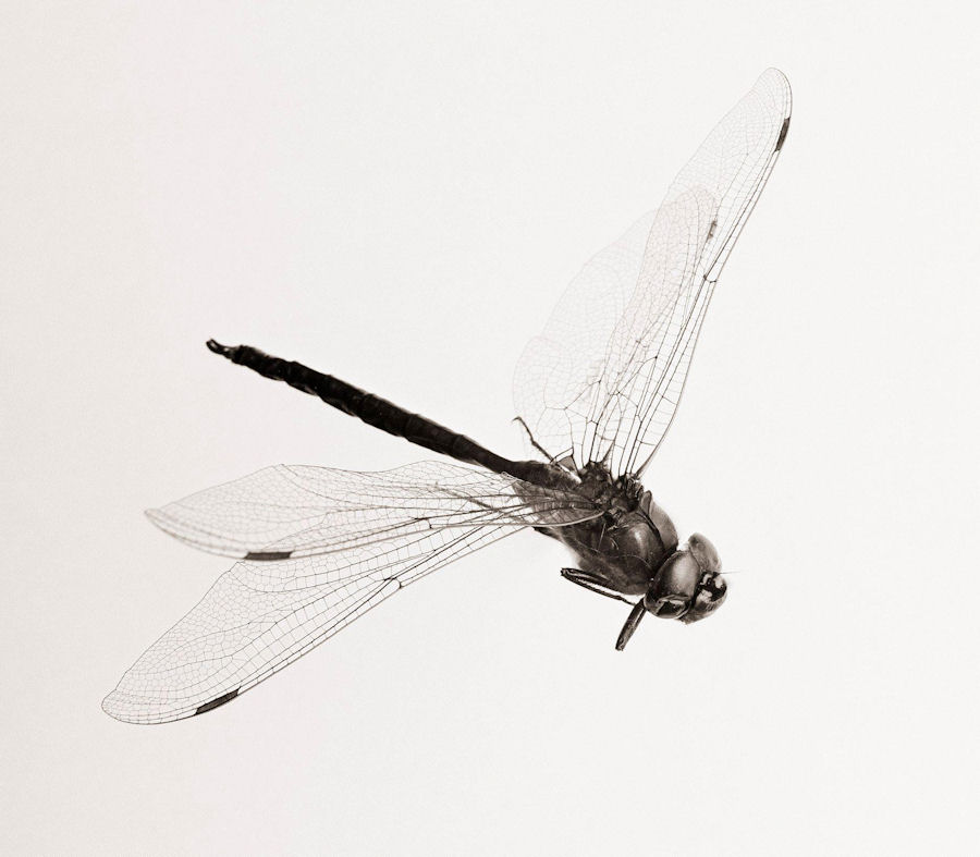 Dragonfly — Martin Kaspers