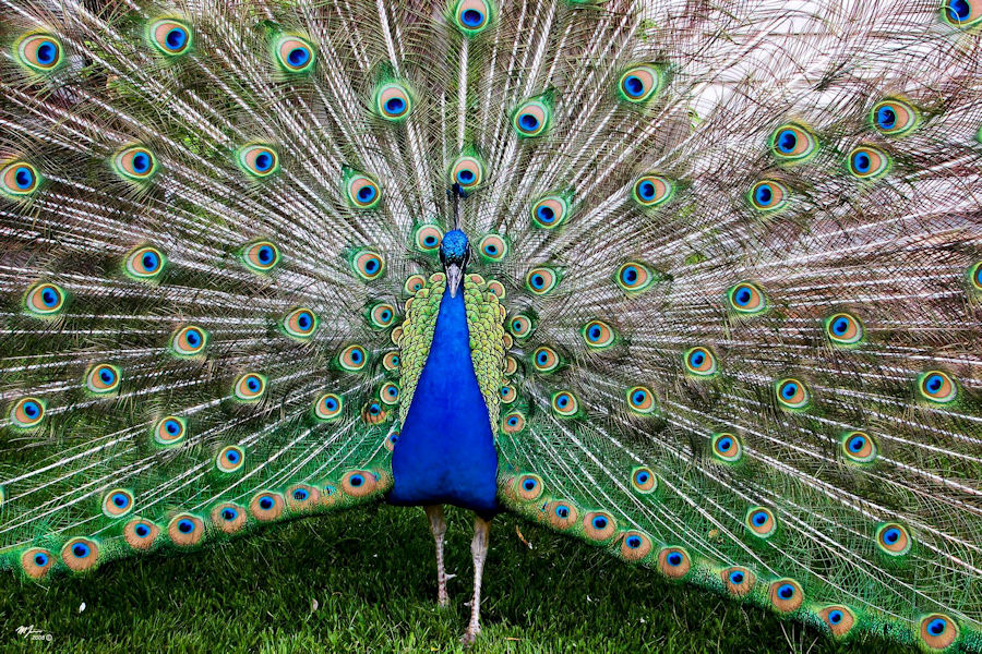 Peter the Peacock — Martin Kaspers
