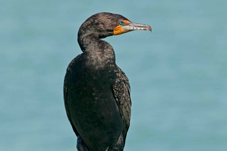 Double Breasted Cormorant — Martin Kaspers